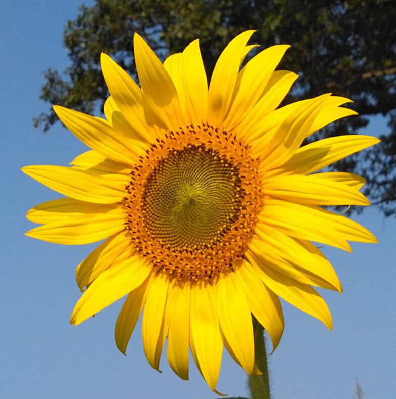 The Suns Flower